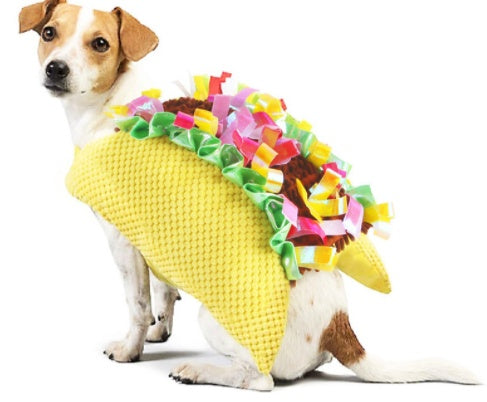 Fun Playfull Costume